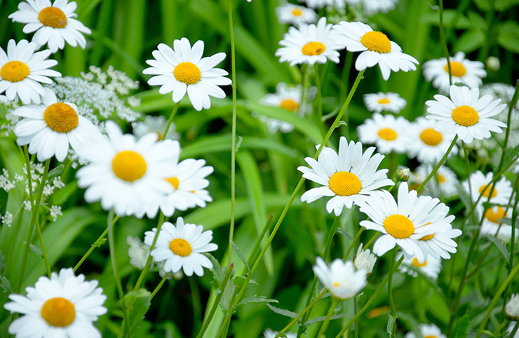 daisies